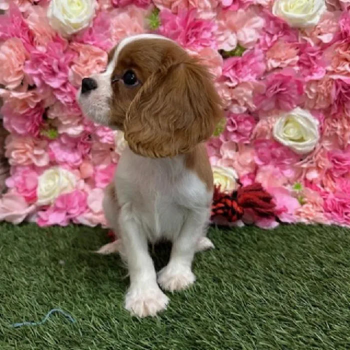 Male Cavalier King Charles Spaniel Puppy for Sale in Saugus, MA