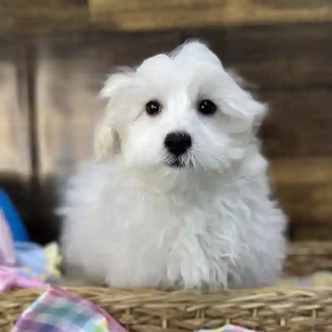 Male Malti-Poo Puppy for Sale in Saugus, MA