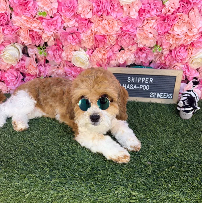 Male Lhasa-Poo puppy named Skipper for sale at Pet Express Saugus.