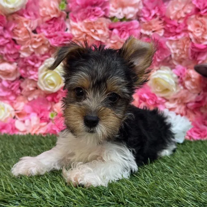 Male Yorkshire Terrier Puppy for Sale in Saugus, MA