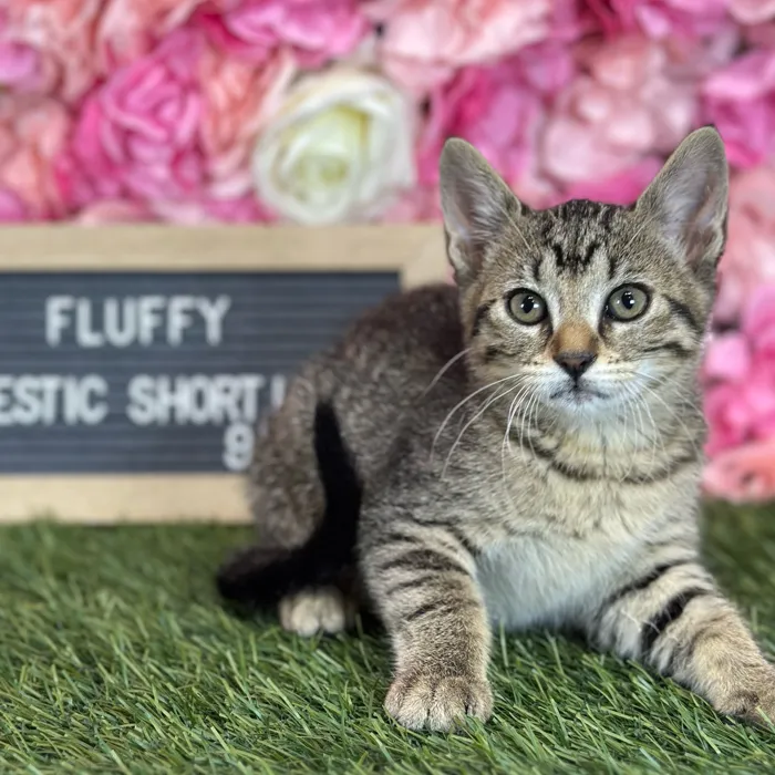 Female Domestic Short Hair kitten named Fluffy for sale at Pet Express Saugus.