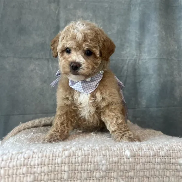 Female Poodle (Mini) puppy named Lola for sale at Pet Express Braintree.