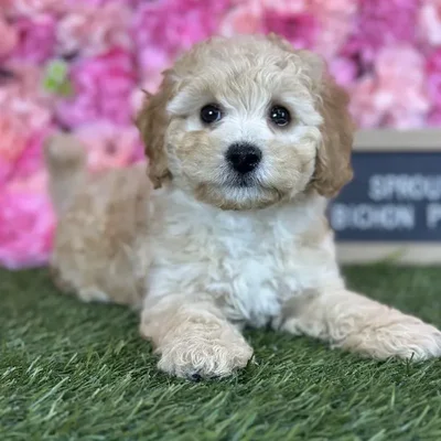 Male Bichon-Poodle puppy named Sprout for sale at Pet Express Saugus.