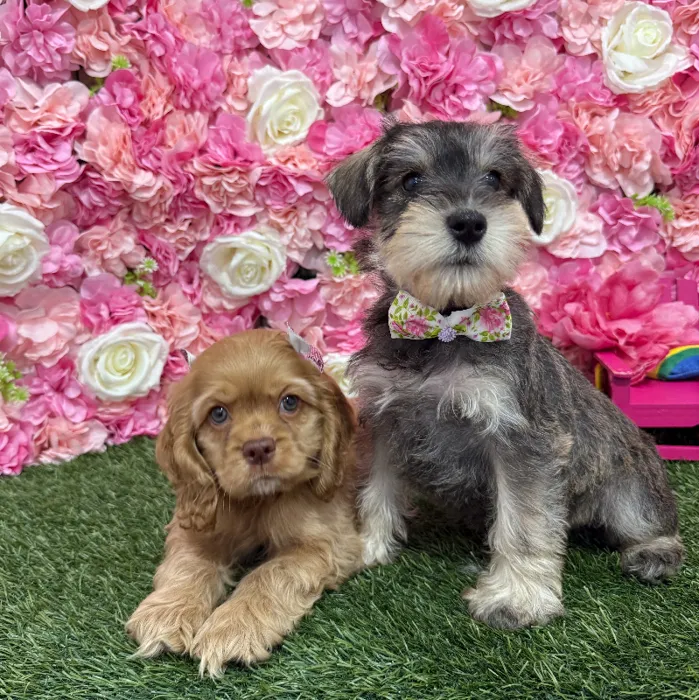 Male Miniature Schnauzer Puppy for Sale in Braintree, MA