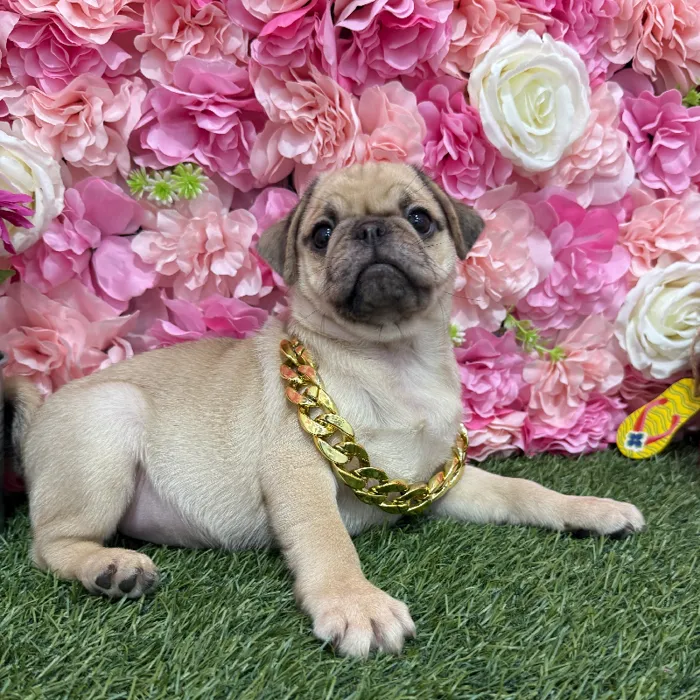 Male Pug Puppy for Sale in Braintree, MA