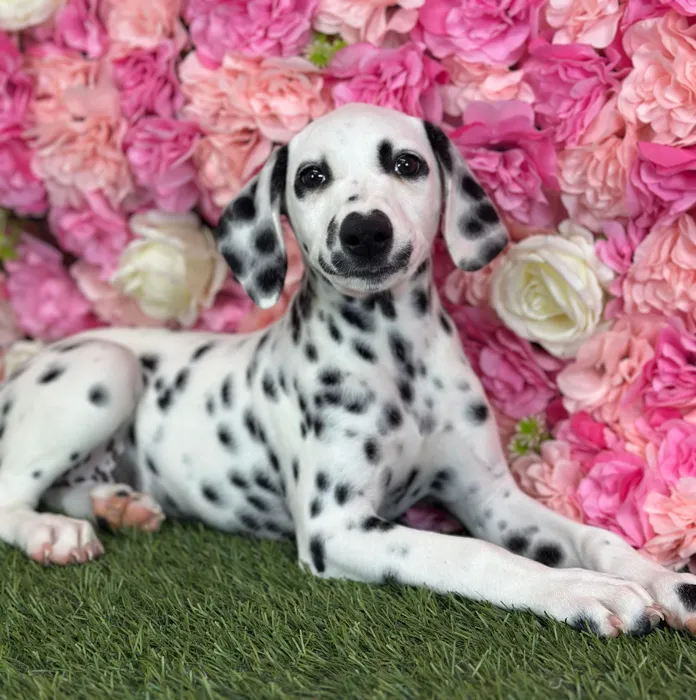 Female Dalmatian puppy named Lemon for sale at Pet Express Saugus.
