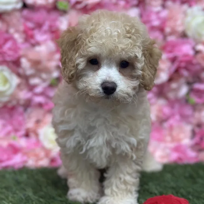 Male Mini Goldendoodle F1BB Puppy for Sale in Saugus, MA
