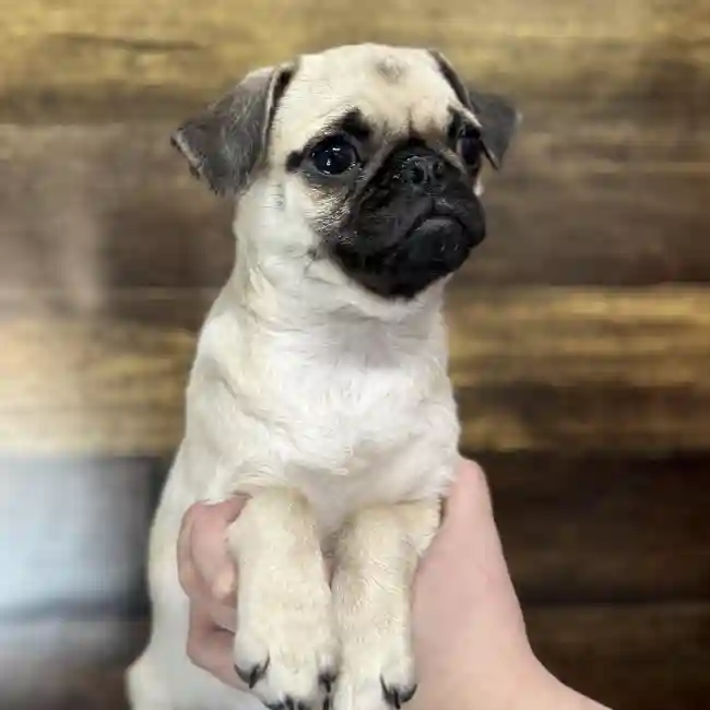 Female Pug Puppy for Sale in Saugus, MA
