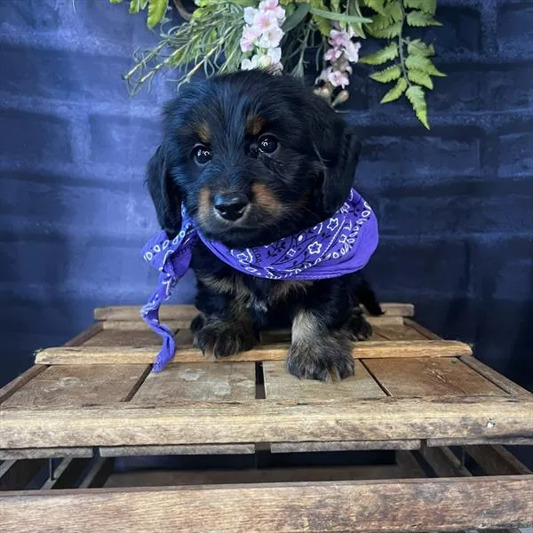 Female Dachshund puppy named Kit for sale at Pet Express Saugus.
