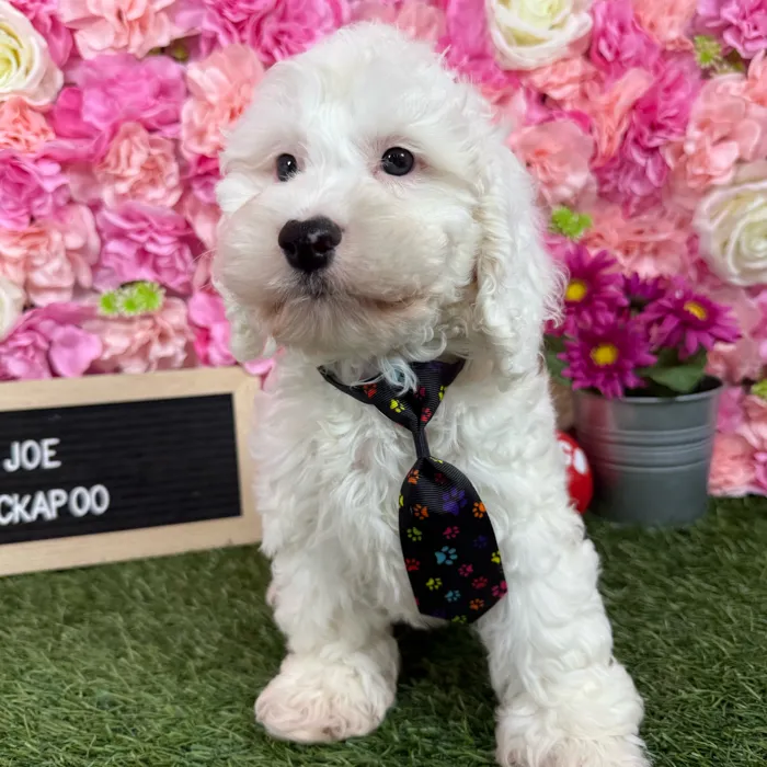 Male Cockapoo puppy named Joe for sale at Pet Express Braintree.