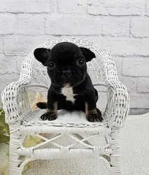 car_main_img_/media/ap_media/pets/GIUVBVXBUCAJ182824.webp.250x250_q85.webp