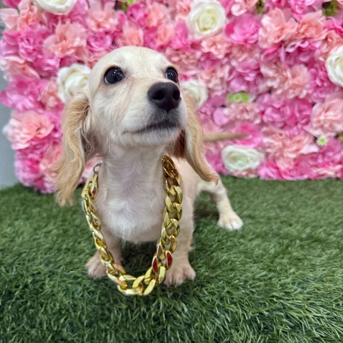 Male Dachshund Puppy for Sale in Braintree, MA