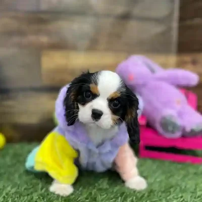 Male Cavalier King Charles Spaniel Puppy for Sale in Braintree, MA