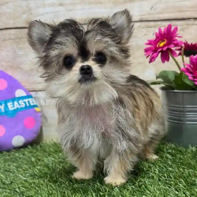Male Chihuahua Puppy for Sale in Braintree, MA