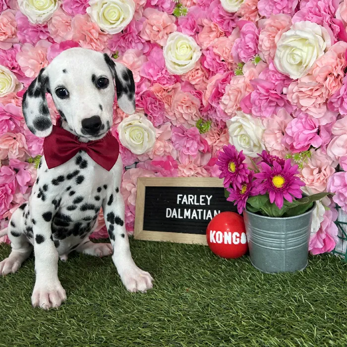 Male Dalmatian puppy named Farley for sale at Pet Express Braintree.