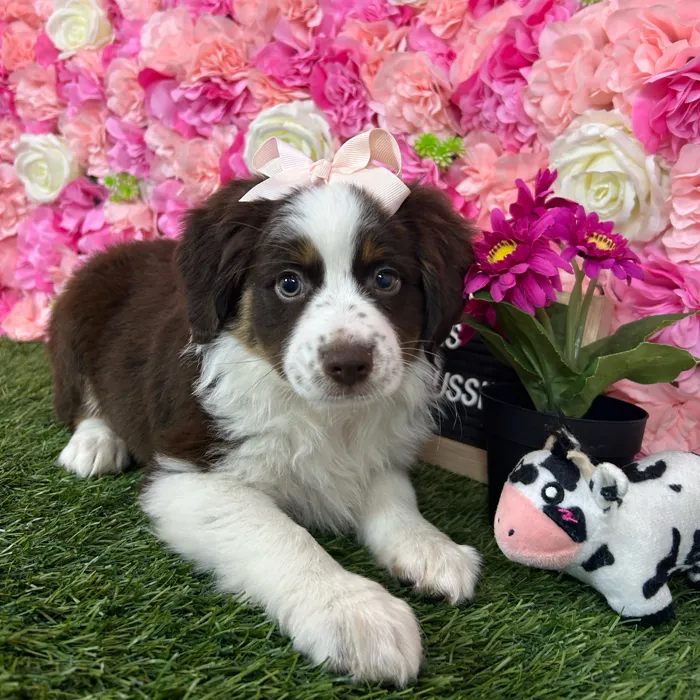 Female Miniature Australian Shepherd puppy named Bubbles for sale at Pet Express Braintree.