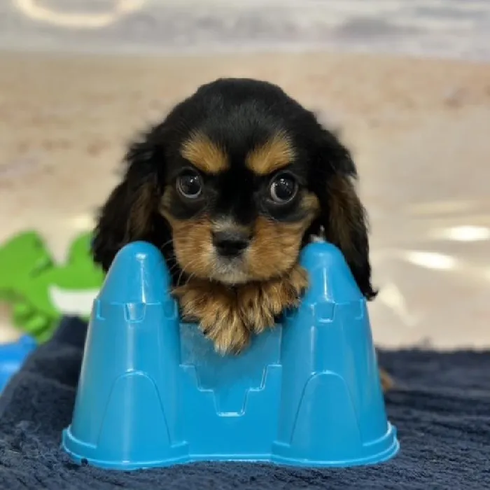Female Cavalier King Charles Spaniel Puppy for Sale in Braintree, MA