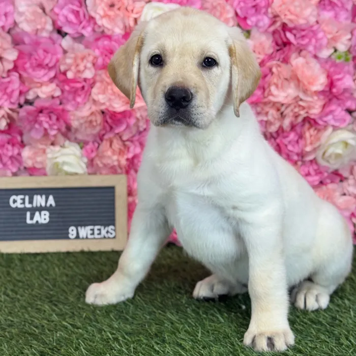 Female Labrador Retriever puppy named Celina for sale at Pet Express Saugus.
