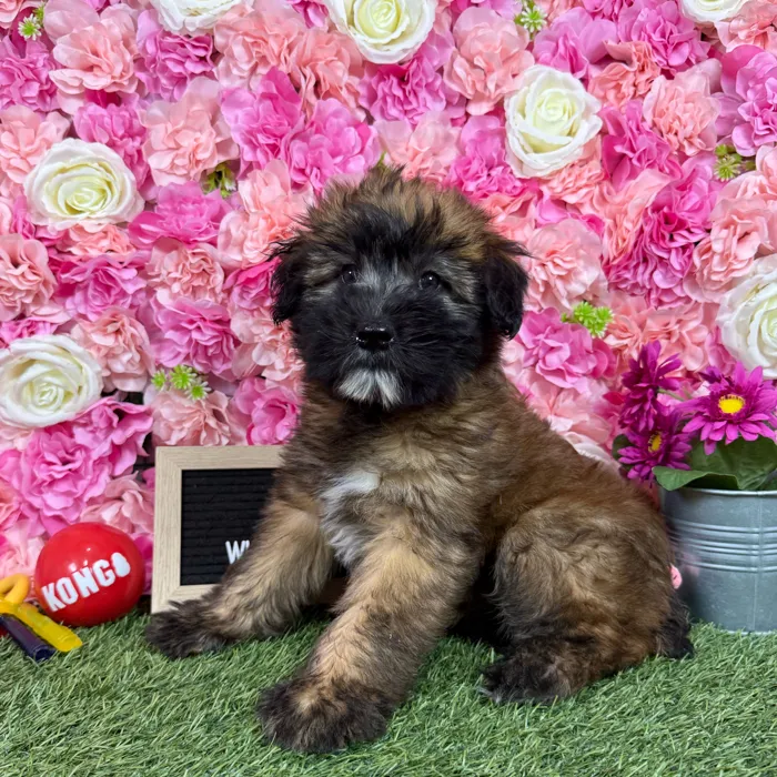 Female Soft Coated Wheaten Terrier puppy named Triscuit for sale at Pet Express Braintree.