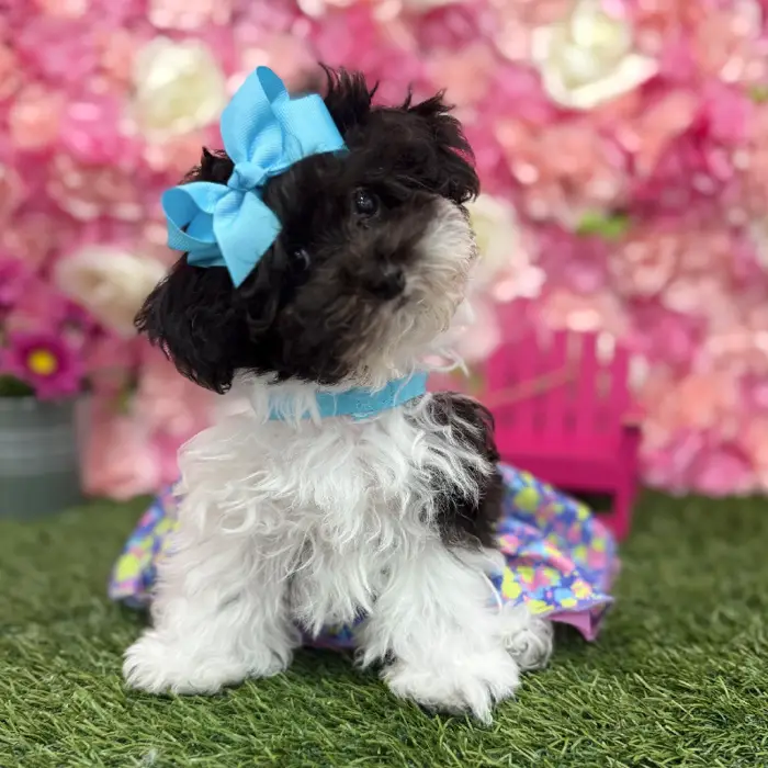 Female Bichon-Poodle 2nd Gen Puppy for Sale in Saugus, MA