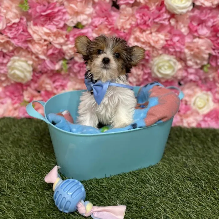 Male Yorkshire Terrier Puppy for Sale in Saugus, MA