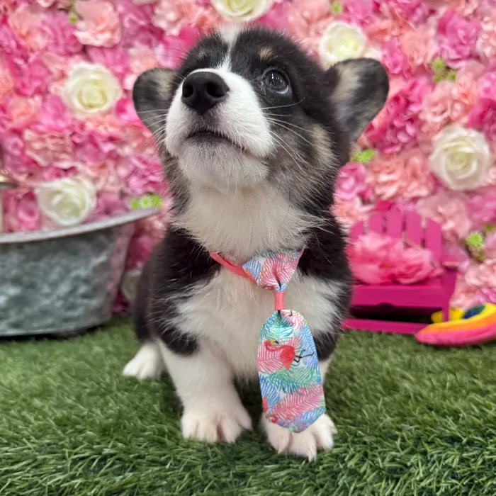 Male Pembroke Welsh Corgi Puppy for Sale in Braintree, MA