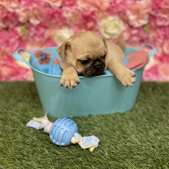 Male Pug Puppy for Sale in Saugus, MA