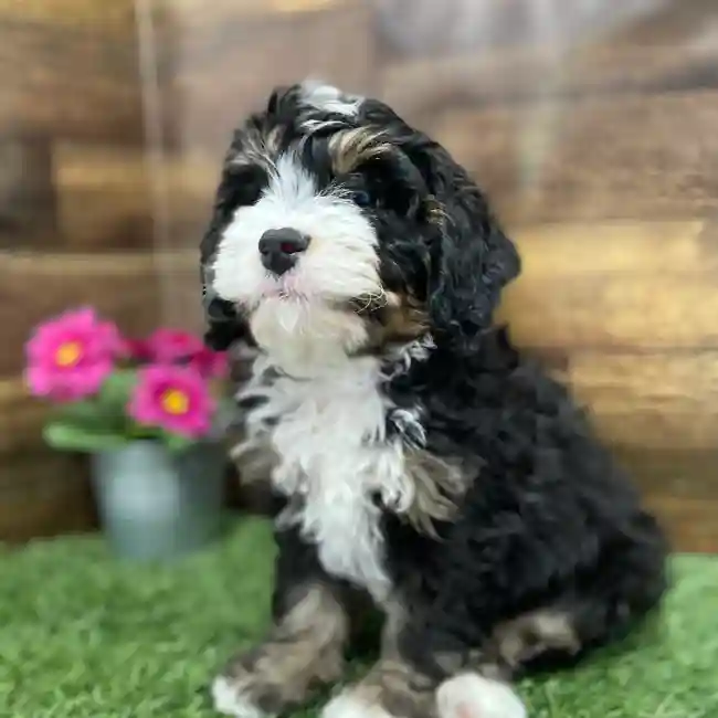 Male Mini Bernedoodle 2nd Gen Puppy for Sale in Braintree, MA