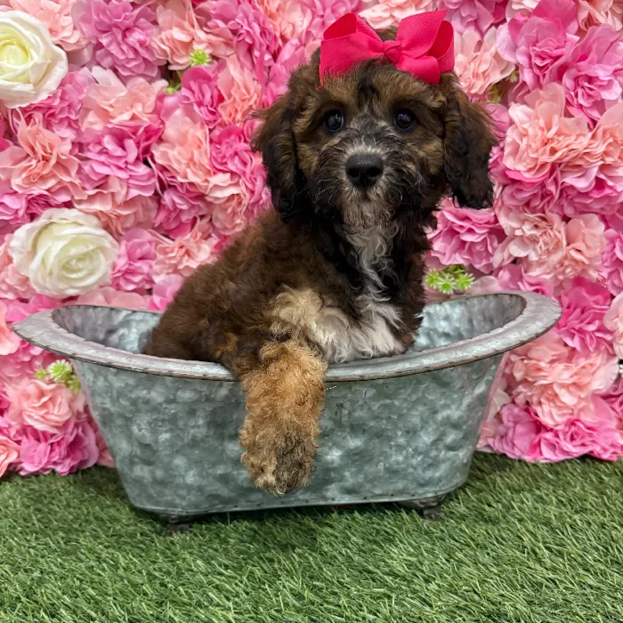 Female Mini Goldendoodle F1BB Puppy for Sale in Braintree, MA
