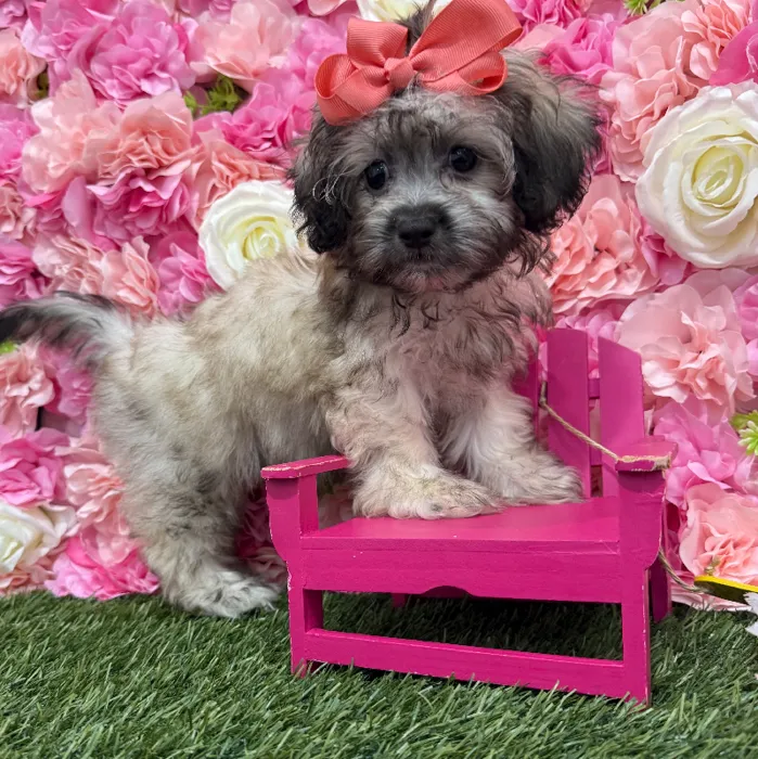 Female Shih-Poo Puppy for Sale in Braintree, MA