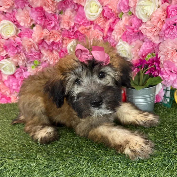 Female Soft Coated Wheaten Terrier puppy named Triscuit for sale at Pet Express Braintree.
