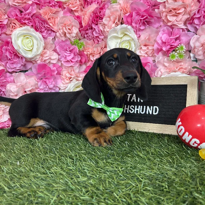 Male Dachshund puppy named Titan for sale at Pet Express Braintree.