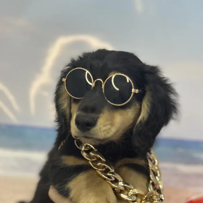 Male Dachshund Puppy for Sale in Saugus, MA
