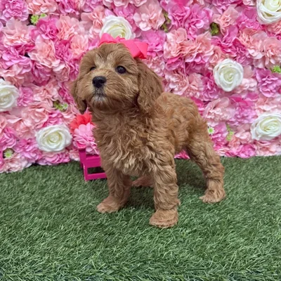 Female Cockapoo 2nd Gen Puppy for Sale in Braintree, MA