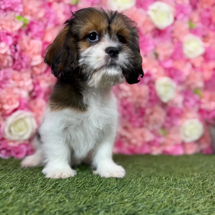 Female Lhasalier puppy named Belle for sale at Pet Express Braintree.