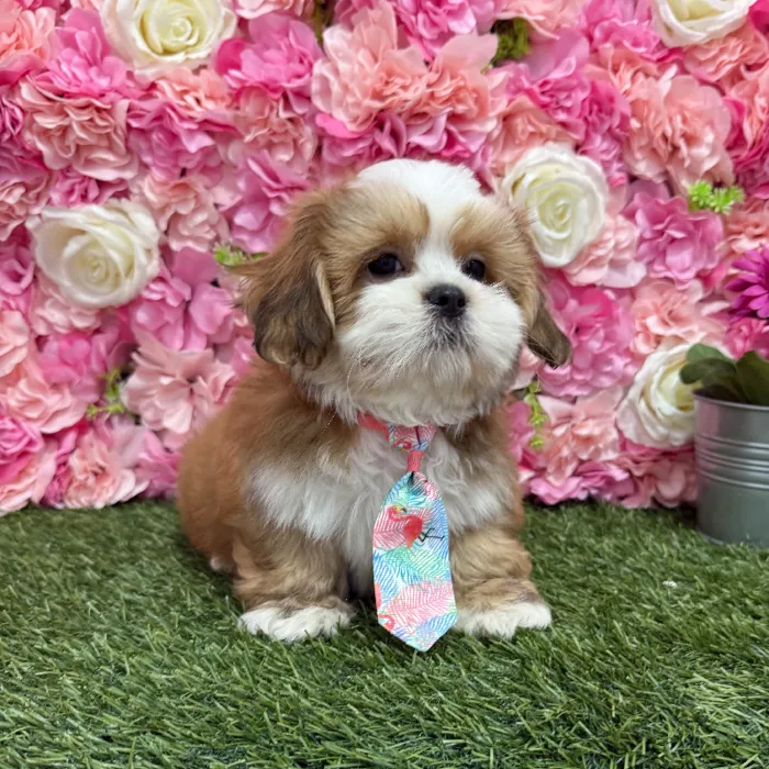 Male Lhasa Apso Puppy for Sale in Braintree, MA