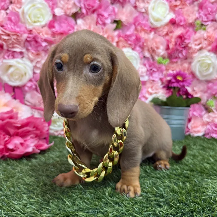 Male Dachshund Puppy for Sale in Braintree, MA