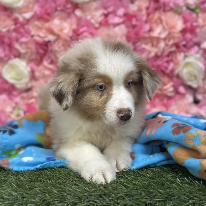 Male Miniature Australian Shepherd Puppy for Sale in Saugus, MA