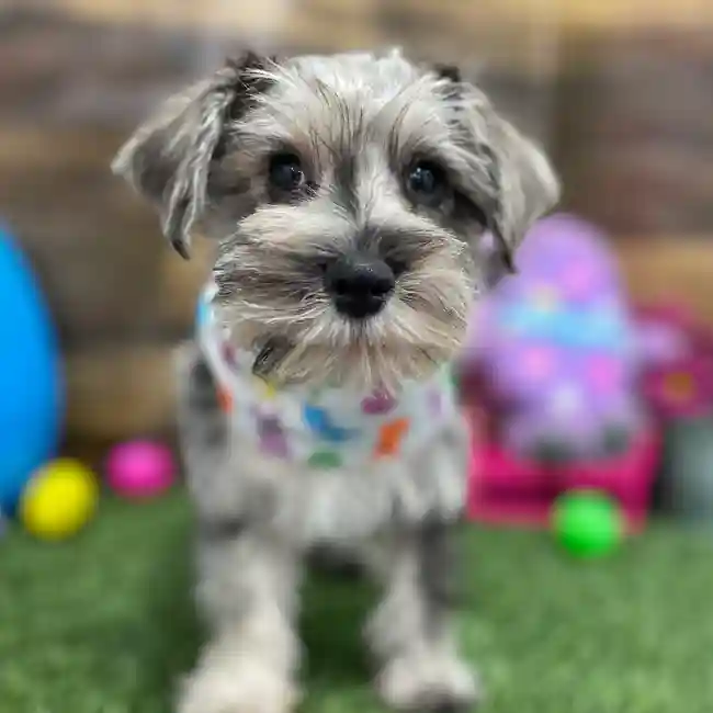 Male Miniature Schnauzer Puppy for Sale in Braintree, MA