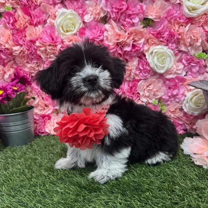 Female Havanese Puppy for Sale in Saugus, MA