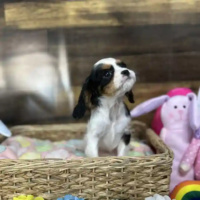 Female Cavalier King Charles Spaniel Puppy for Sale in Saugus, MA