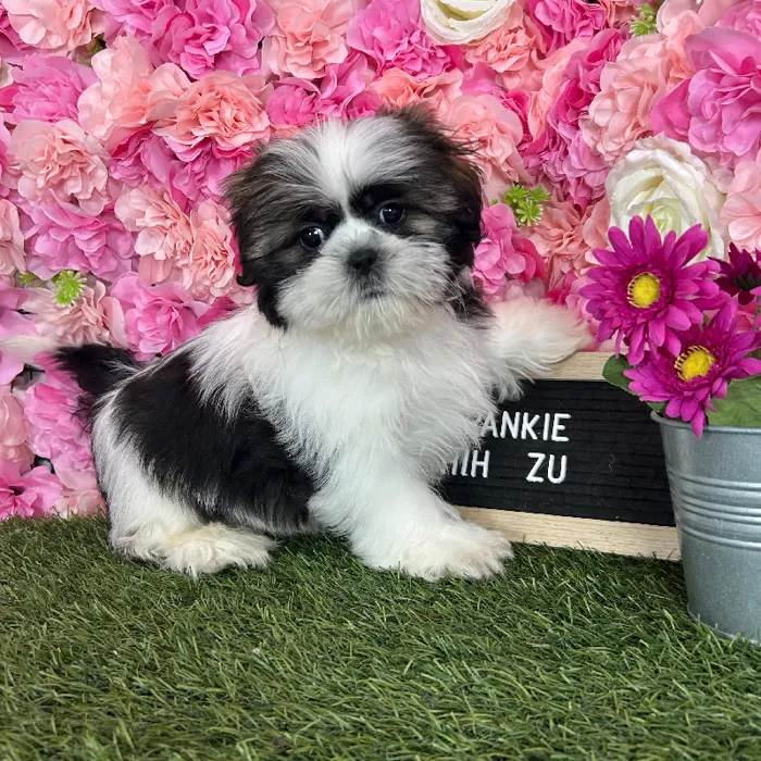 Male Shih Tzu puppy named Frankie for sale at Pet Express Braintree.