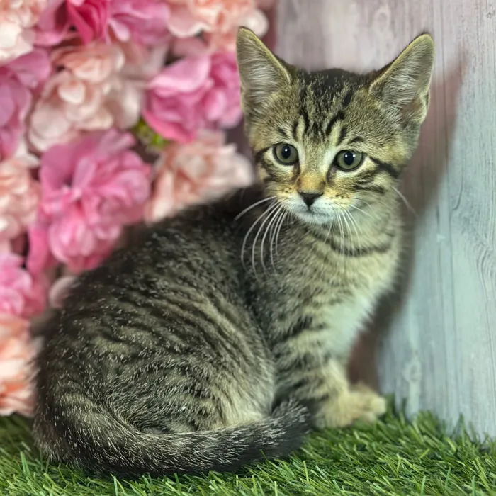 Male Domestic Short Hair kitten named Felix for sale at Pet Express Saugus.