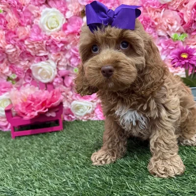 Female Cockapoo Puppy for Sale in Braintree, MA