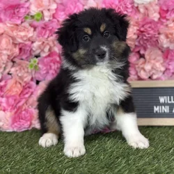 Female Miniature Australian Shepherd puppy named Willow for sale at Pet Express Saugus.
