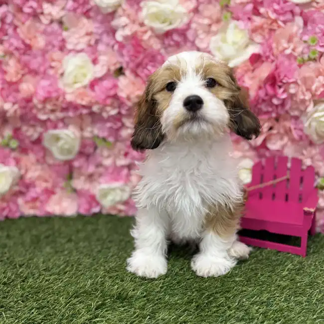 Male Cavanese Puppy for Sale in Braintree, MA