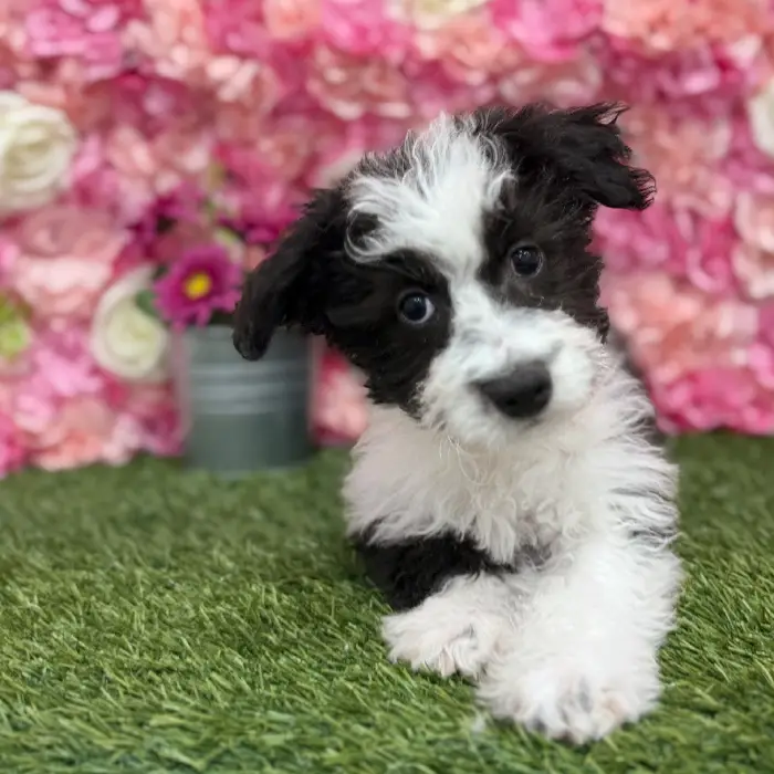 Female Aussiechon Puppy for Sale in Braintree, MA