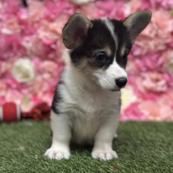 Female Pembroke Welsh Corgi Puppy for Sale in Saugus, MA