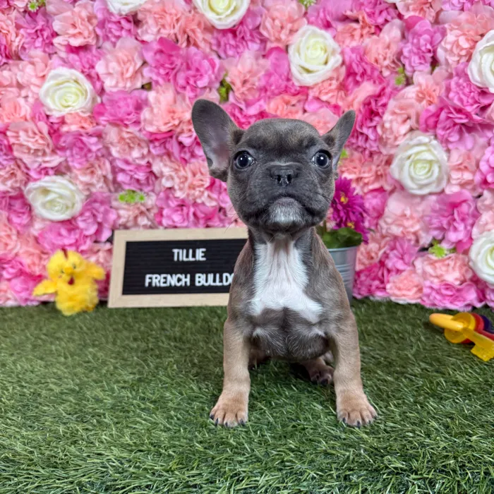Female French Bulldog puppy named Tillie for sale at Pet Express Braintree.