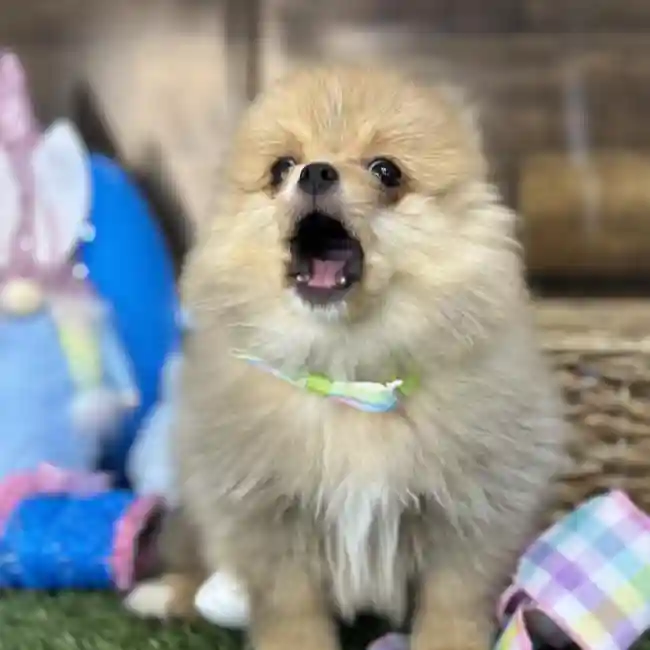 Male Pomeranian Puppy for Sale in Saugus, MA
